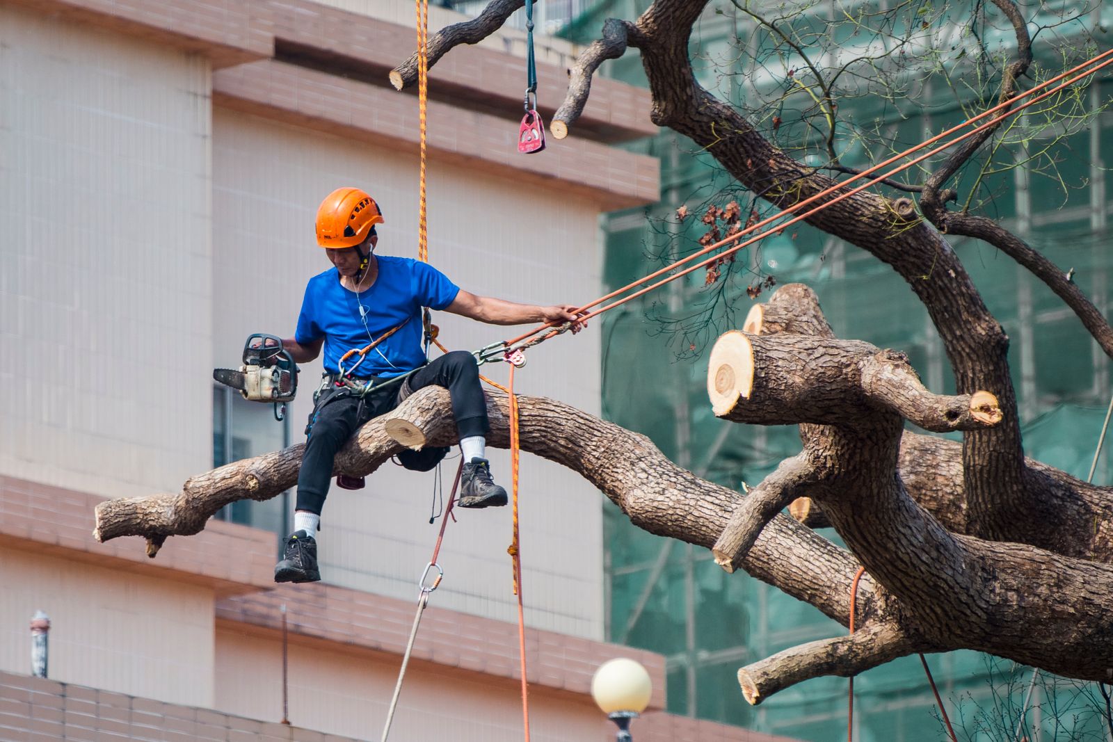 Roped-in arborist trimming limbs high in a tree canopy